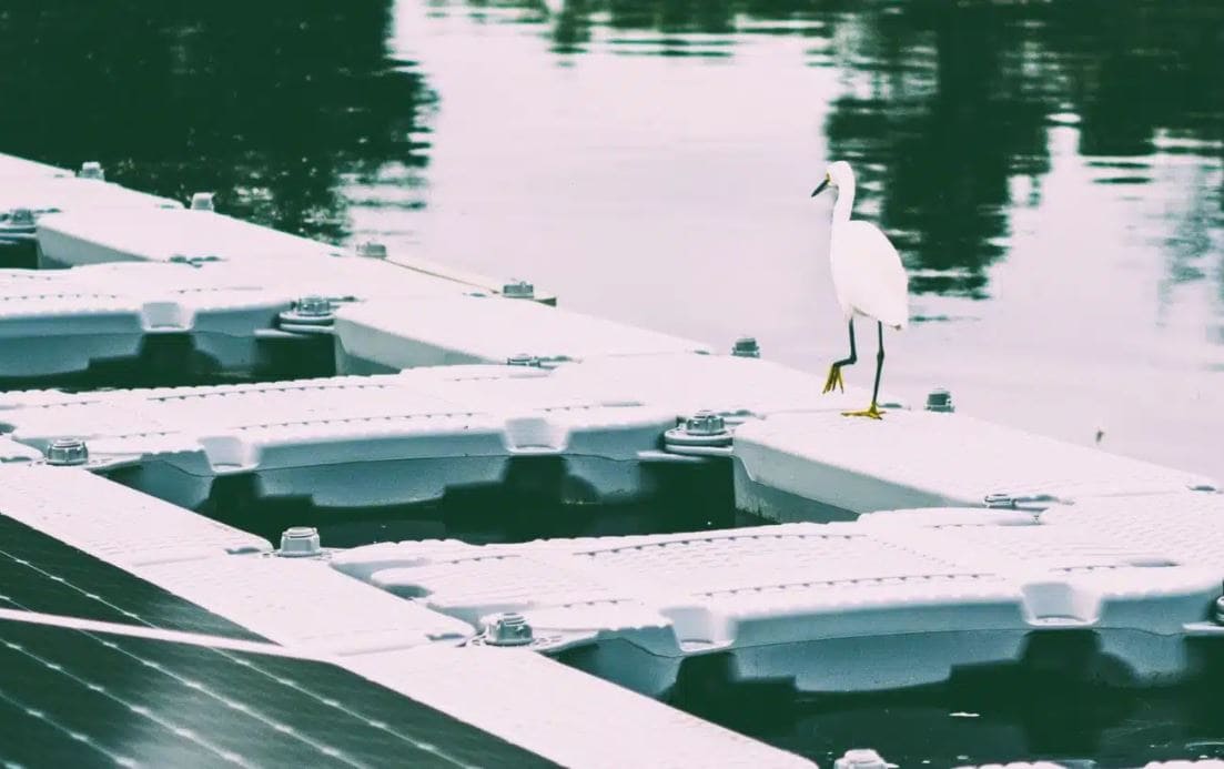 Floating solar power plant cohabitation with animals