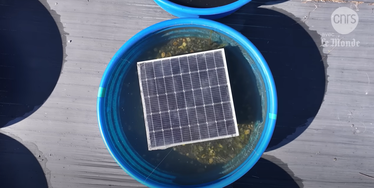 Simulation of lakes in basins with sediments, water and zooplankton to test conditions similar to those in lakes equipped with solar panels.